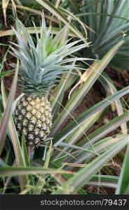 Round trip thailand july 2017 - pineapple field Maechae. Visit to the pineapple field in Maechae
