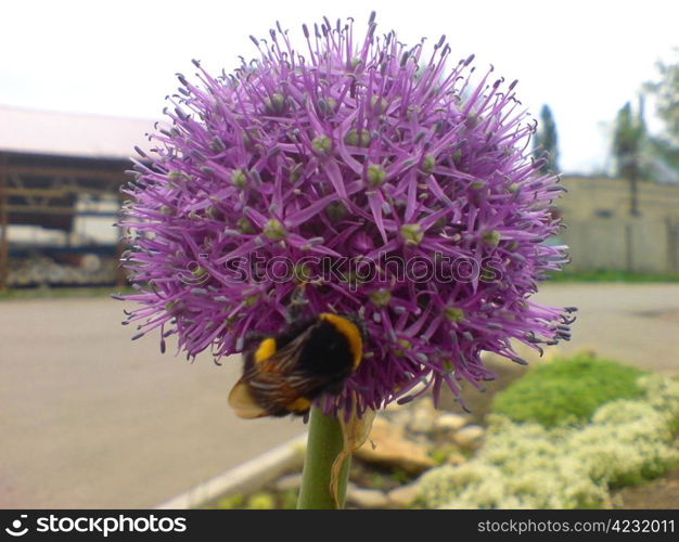 Round violet flower blooming and the bee