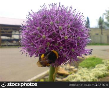 Round violet flower blooming and the bee