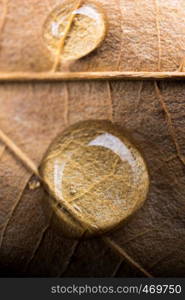 Round water drops in close-up view on a dry leaf