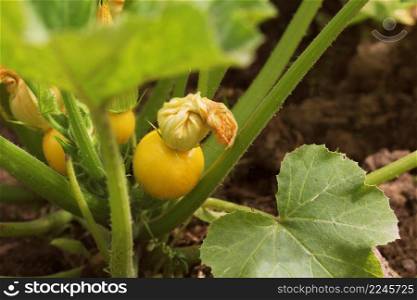 Round yellow zucchini with green leaves and yellow flowers growing in garden .. Round yellow zucchini with green leaves and yellow flowers growing in garden