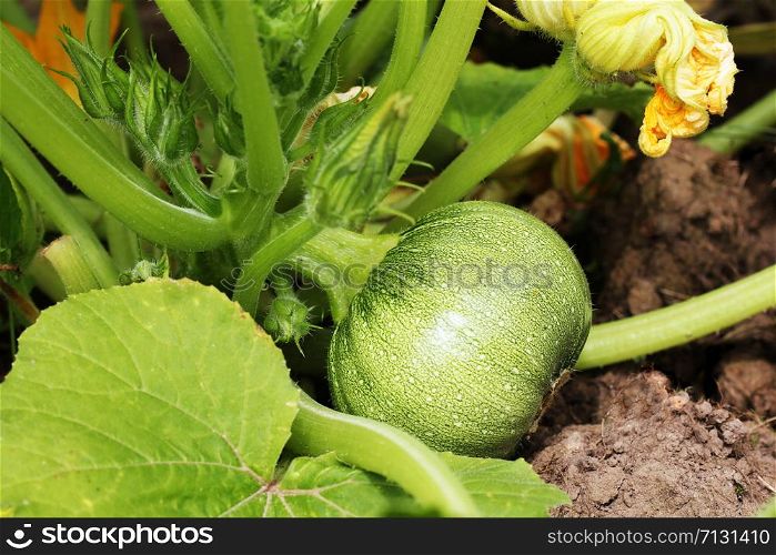 Round yellow zucchini with green leaves and yellow flowers growing in garden .. Round green zucchini with green leaves and yellow flowers growing in garden