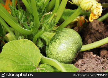 Round yellow zucchini with green leaves and yellow flowers growing in garden .. Round green zucchini with green leaves and yellow flowers growing in garden