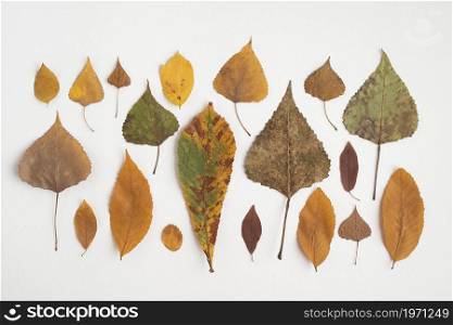 row composition with multicolored autumn leaves. High resolution photo. row composition with multicolored autumn leaves. High quality photo