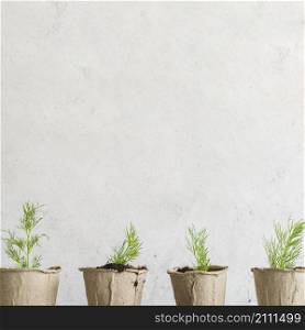 row dill grown peat pots against concrete wall