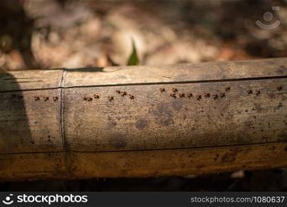 row of ants walk on dried bamboo. subject is blurred.