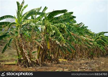 Row of banana trees near farm field