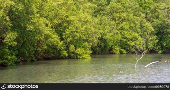 Row of beautiful greenery mangrove forest with leafless tree in shallow water. Idyllic coastline natural landscape background in panoramic view