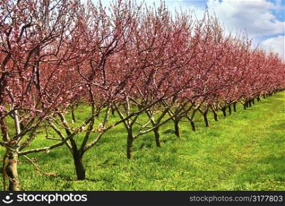 Row of blooming peach trees in a spring orchard