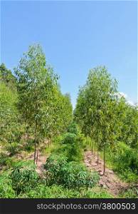 Row of Cassava and Eucalyptus plantation