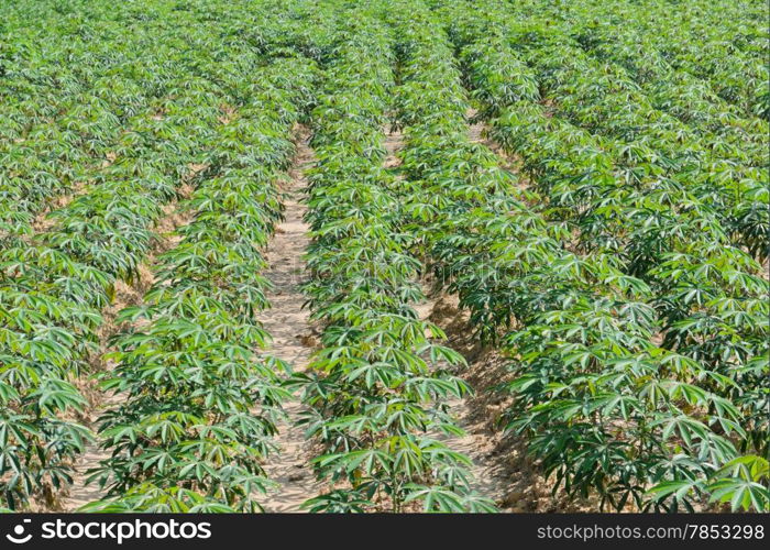 Row of cassava plantation