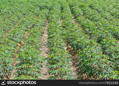Row of cassava plantation