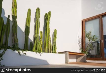 Row of Cereus sp. "Fairy Castle’ cactus plant with wooden bench and glass sliding door on white cement wall in porch area of vintage house