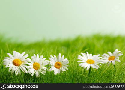 Row of chamomiles in spring grass close up