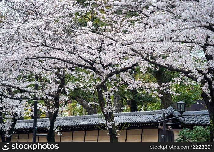 Row of Cherry blossom in spring, Tokyo in Japan.