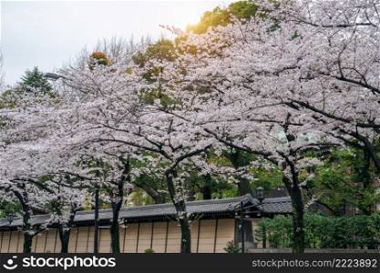 Row of Cherry blossom in spring, Tokyo in Japan.