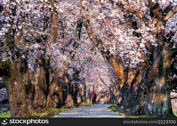 Row of cherry blossom tree with cherry blossom falling petals in springtime, Kyoto in Japan.
