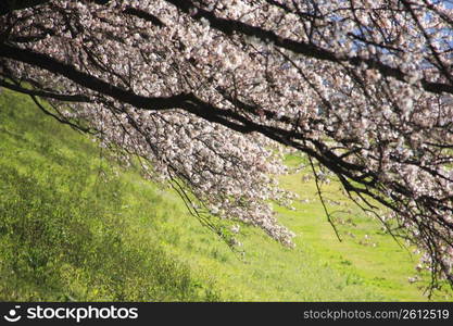 Row of cherry blossoms