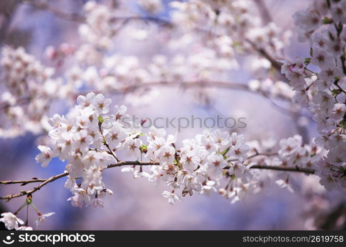 Row of cherry blossoms