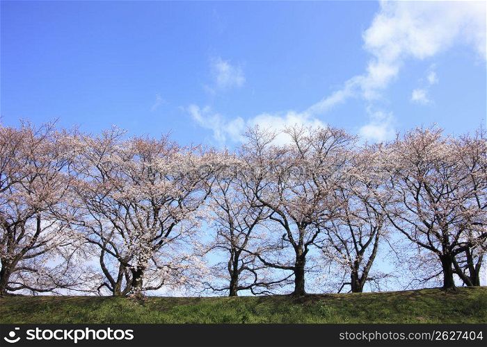 Row of cherry blossoms