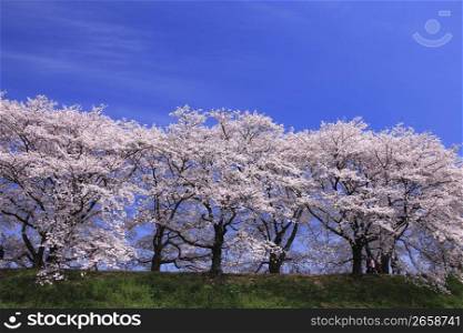 Row of cherry blossoms