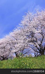 Row of cherry blossoms