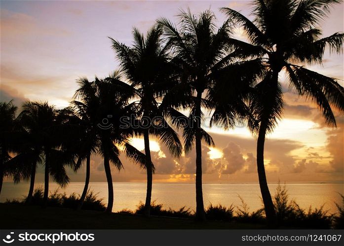 Row of coconut trees along the beach in a tropical island.