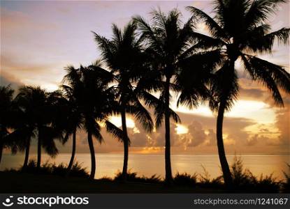 Row of coconut trees along the beach in a tropical island.