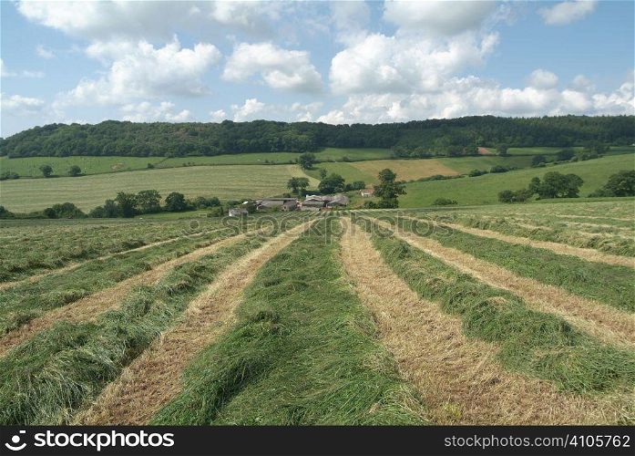 Row of cut grass for silage