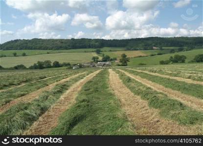 Row of cut grass for silage