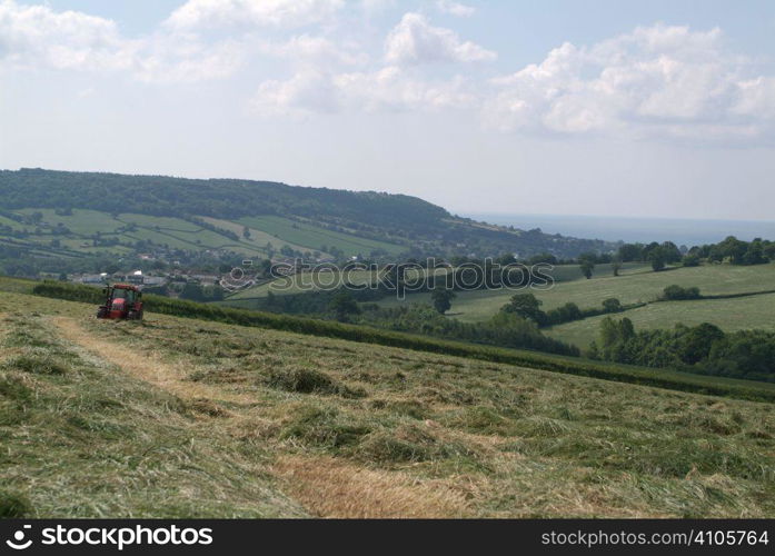 Row of cut grass for silage