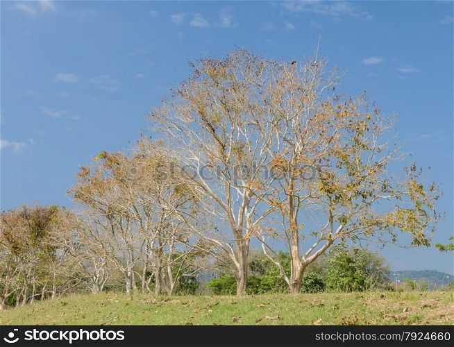 Row of deciduous tree in sunny day