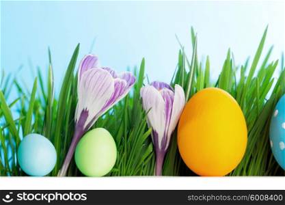 Row of Easter Eggs in fresh green grass with crocus flowers isolated on white background