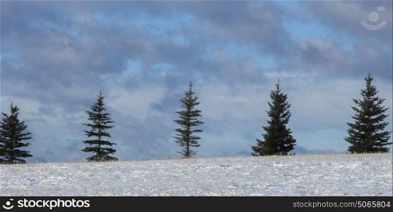 Row of Evergreens on snow covered landscape against cloudy sky, Turner Valley, Cowboy Trail, Millarville, Alberta, Canada