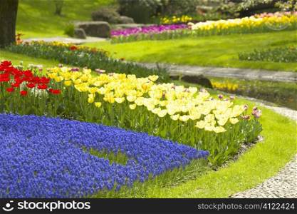 Row of flowers in park