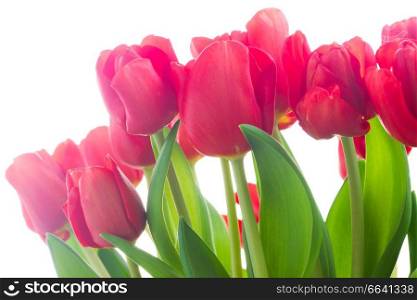 row of fresh red tulip flowers close up isolated on white background. fresh red tulip flowers