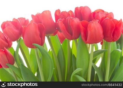 row of fresh red tulip flowers isolated on white background. fresh red tulip flowers