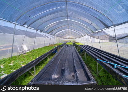 Row of fresh vegetable salad garden plant industry farm in argricuture concept. Hydroponic natural food. Crops