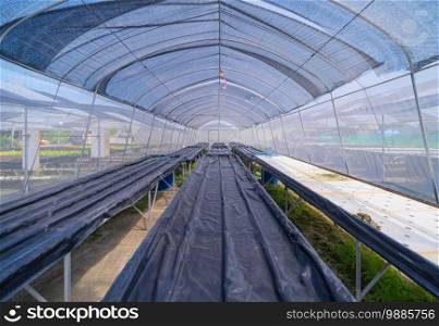 Row of fresh vegetable salad garden plant industry farm in argricuture concept. Hydroponic natural food. Crops