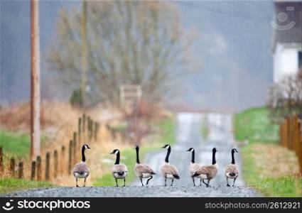 Row of geese walking down remote rural country lane