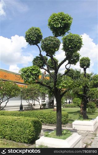 Row of green trees near white temple in wat Suthat, Bangkok, Thailand