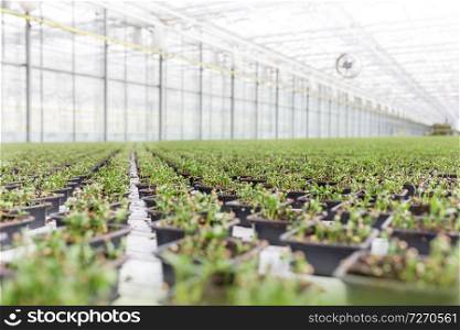 Row of herbs growing in greenhouse