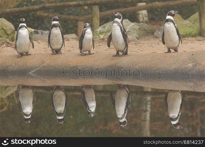 Row of Humpolt penguins in a dutch zoo