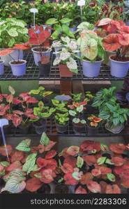 Row of many various colorful Caladium bicolor plant on shelves display for sale in plant shop at outdoor market