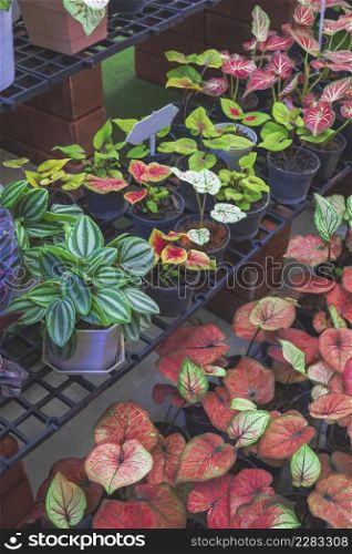 Row of many various colorful Caladium bicolor plant on shelves display for sale in plant shop at outdoor market