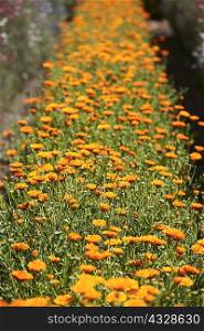 Row of orange flowers in field