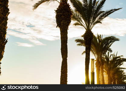 Row of palm trees and blue sky. Travel holidays.. Row of palm trees and sky