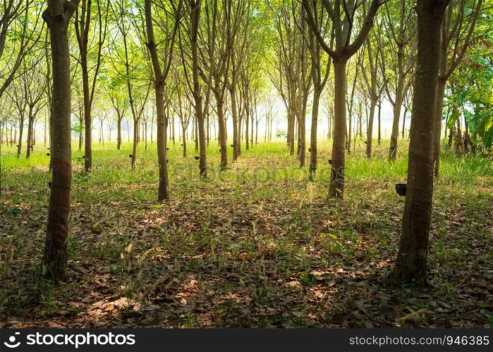 Row of para rubber tree in plantation Rubber tapping
