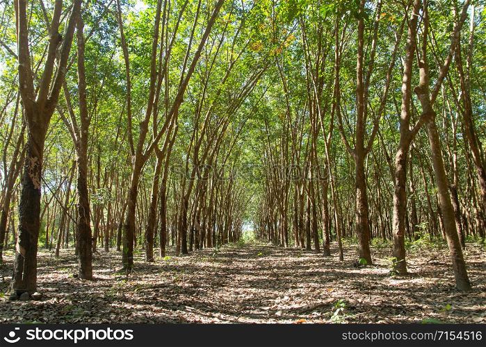 Row of para rubber tree. Rubber plantation background