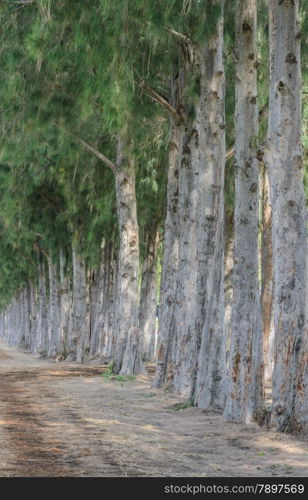 Row of pine tree